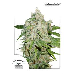 AUTO BROOKLYN SUNRISE DUTCH PASSION