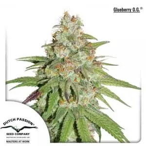 GLUEBERRY O.G DUTCH PASSION