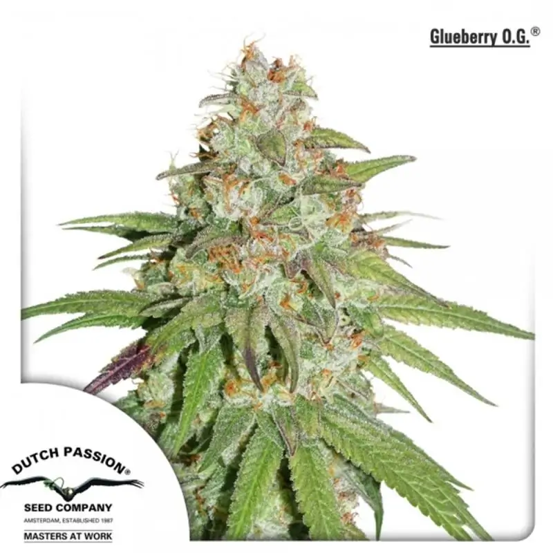 GLUEBERRY O.G DUTCH PASSION