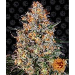 BUBBA KUSH - Barney´s Farm - Sativagrowshop.com