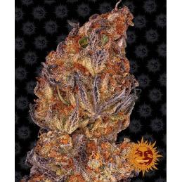 RUNTZ AUTO Barney´s Farm - Sativagrowshop.com