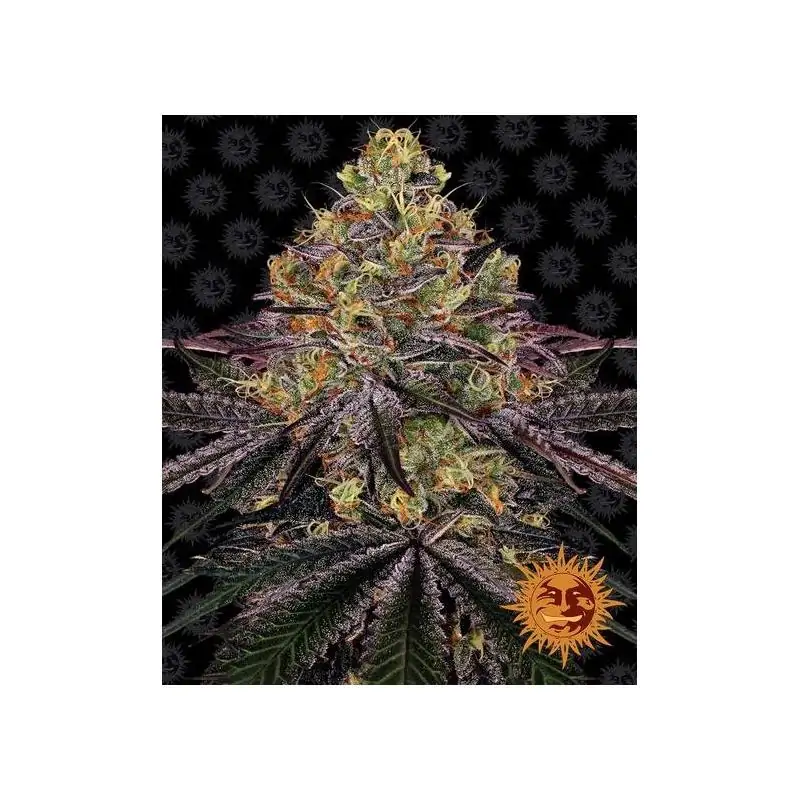 Watermelon Zkittlez Auto
