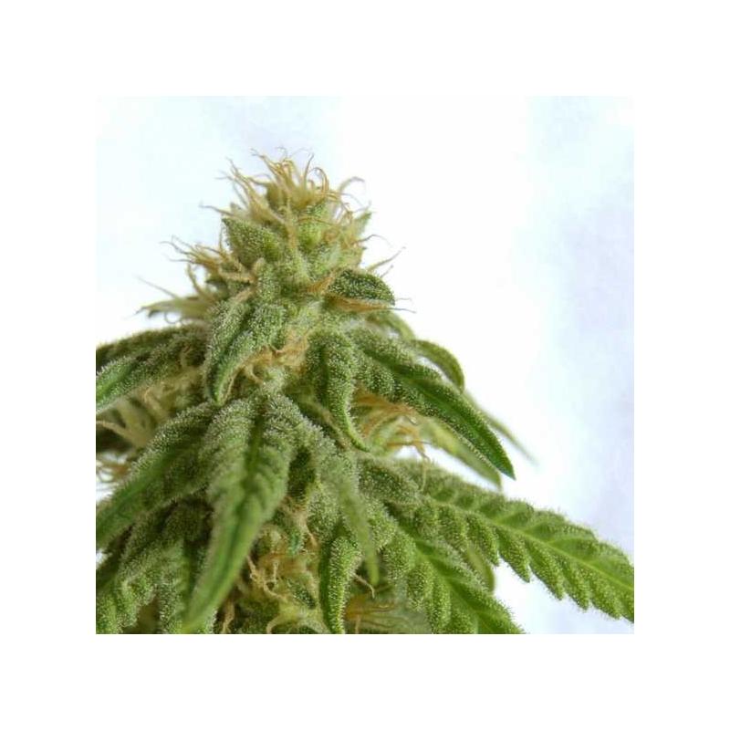AFRODITE - Kannabia Seeds - Sativagrowshop.com