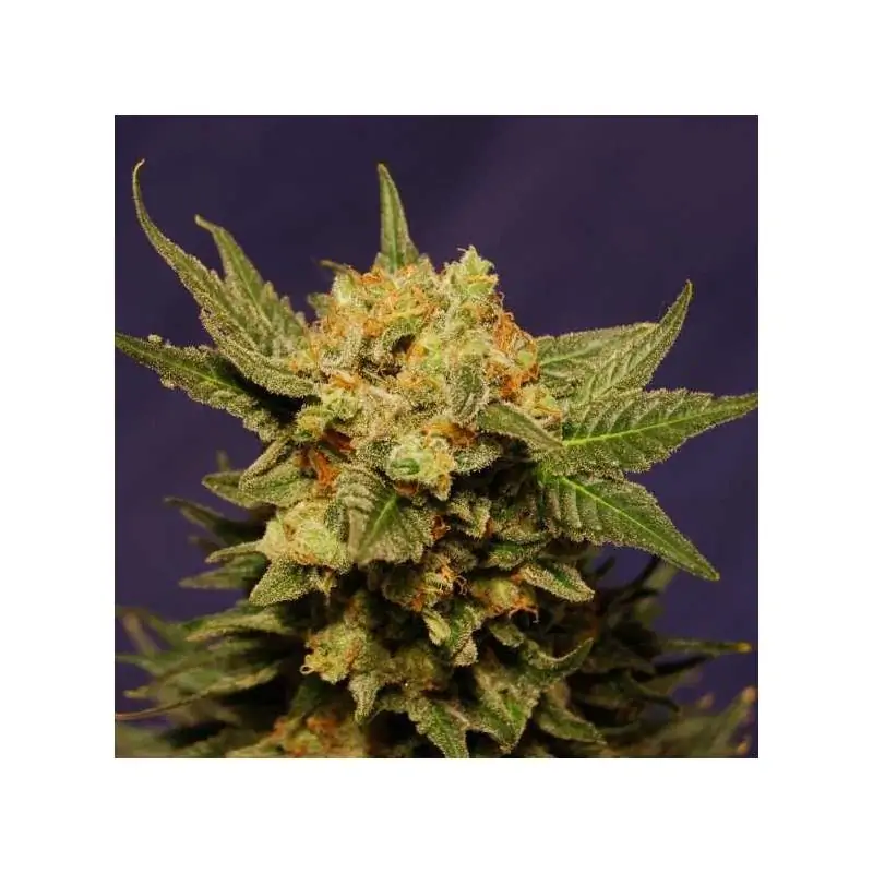 BIG BAND - Kannabia Seeds