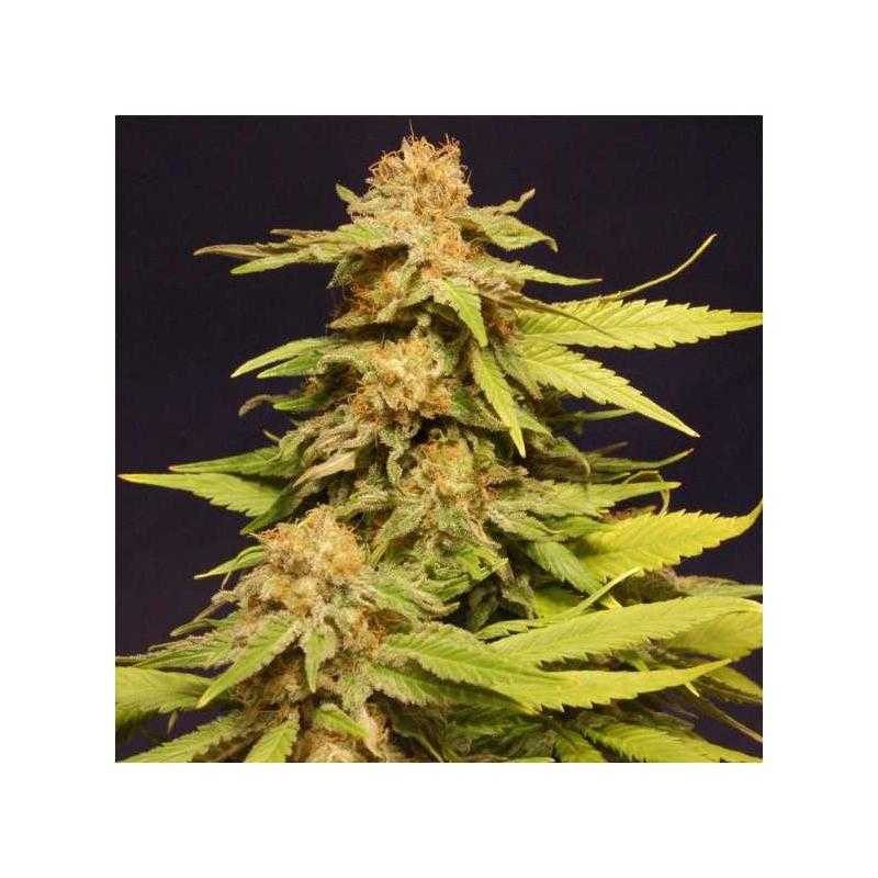 BIG BULL - Kannabia Seeds BIG BULL - Kannabia Seeds