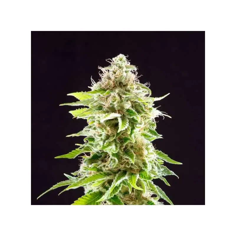 COOKIES HAZE- Kannabia Seeds -