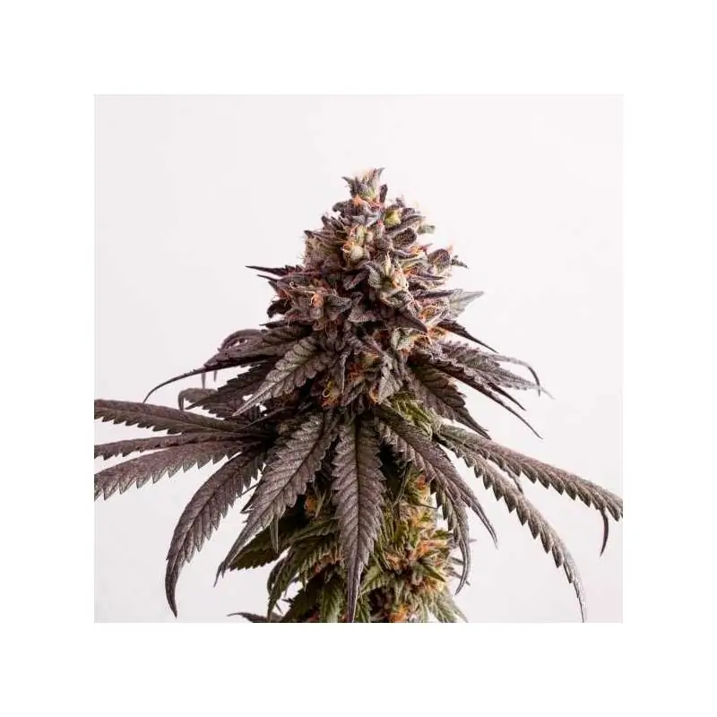 GELATO-K- Kannabia Seeds
