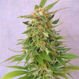 GINGER PUNCH AUTO - Kannabia Seeds