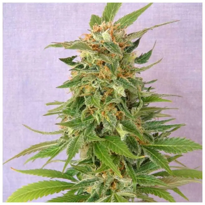 GINGER PUNCH AUTO - Kannabia Seeds