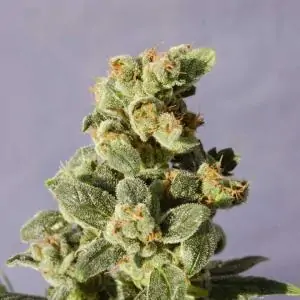 AUTO GNOMO- Kannabia Seeds