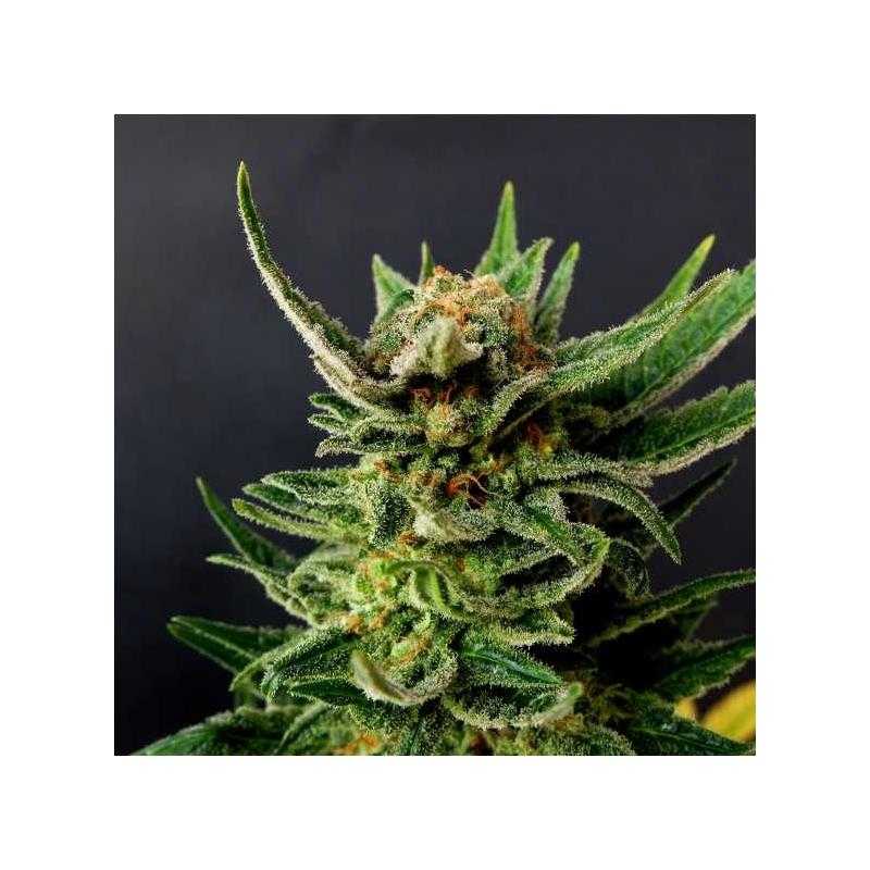 GYPSY KUSH - Kannabia Seeds GYPSY KUSH - Kannabia Seeds