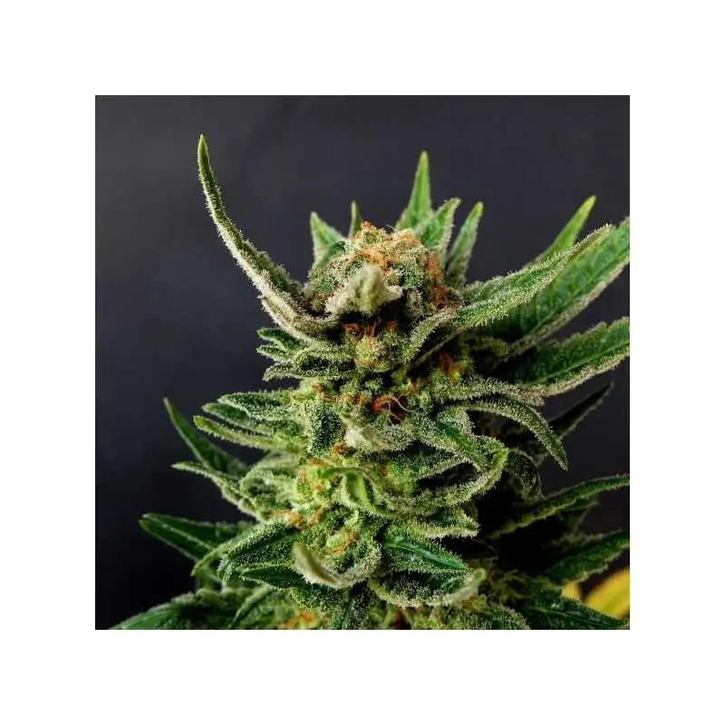 GYPSY KUSH - Kannabia Seeds