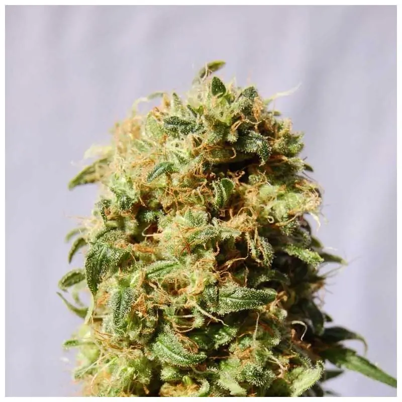 LA REINA DE AFRICA - Kannabia Seeds