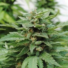 KARIBBEAN MANGO - Kannabia Seeds - Sativagrowshop.com