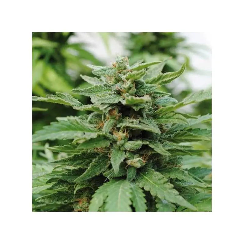 KARIBBEAN MANGO - Kannabia Seeds - Sativagrowshop.com