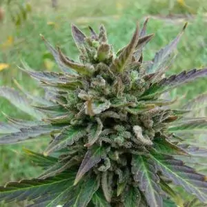 KICKASS AUTO - Kannabia Seeds
