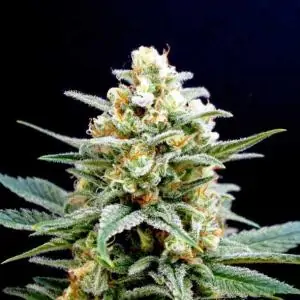 KRITIKAL-K - Kannabia Seeds