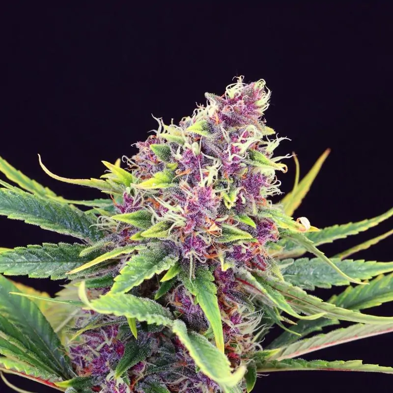 PURPLE KUSH - Kannabia Seeds