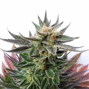 SATIVA DREAM - Kannabia Seeds