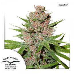 PASSION FRUIT DUTCH PASSION