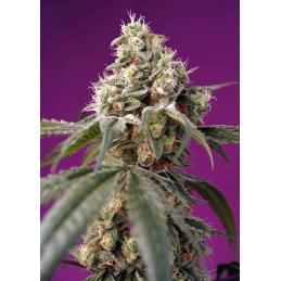 Bruce Banner Auto