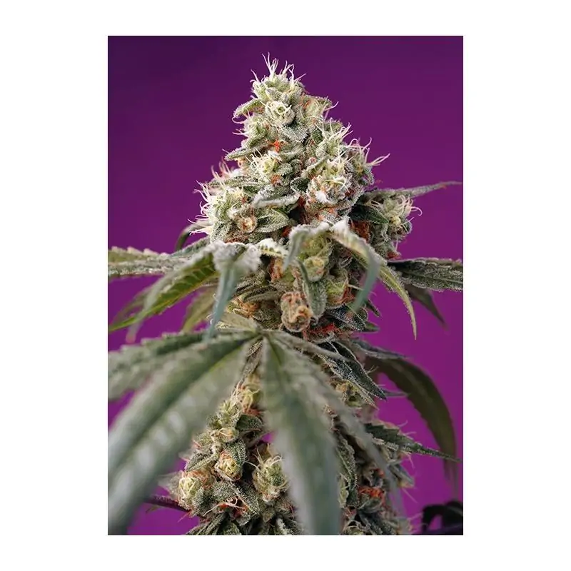 Bruce Banner Auto