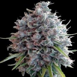 KILLER A5 HAZE FEMINIZADA