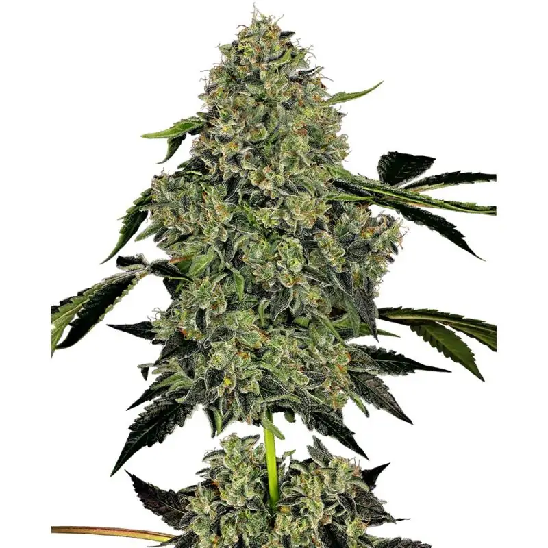 Auto OG Kush