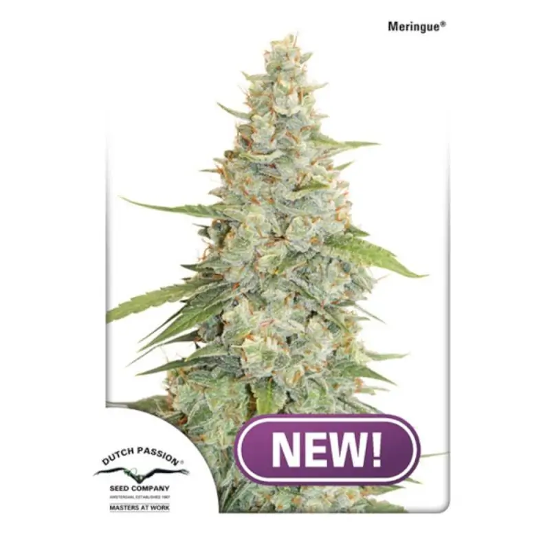 MERINGUE DUTCH PASSION