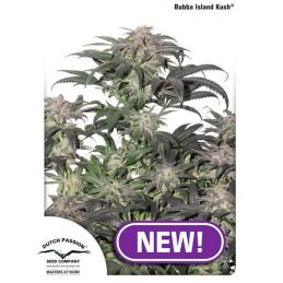 BUBBA ISLAND KUSH DUTCH PASSION