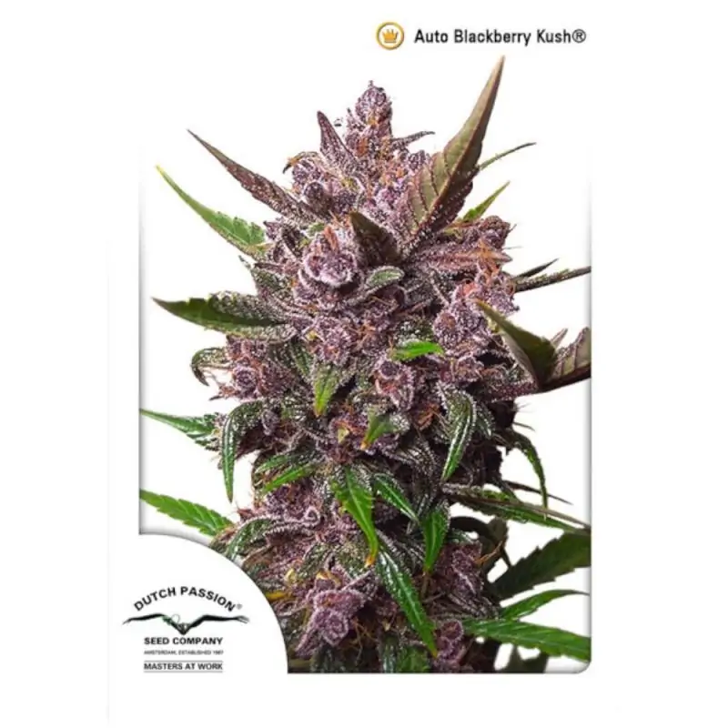 AUTO BLACKBERRY KUSH ROYAL QUEEN