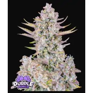 Purple Punch Auto