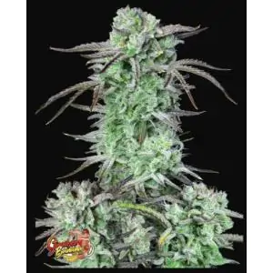 Strawberry Banana Auto