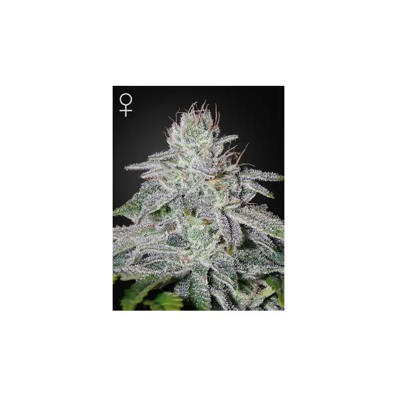 Franco's Lemon Cheese