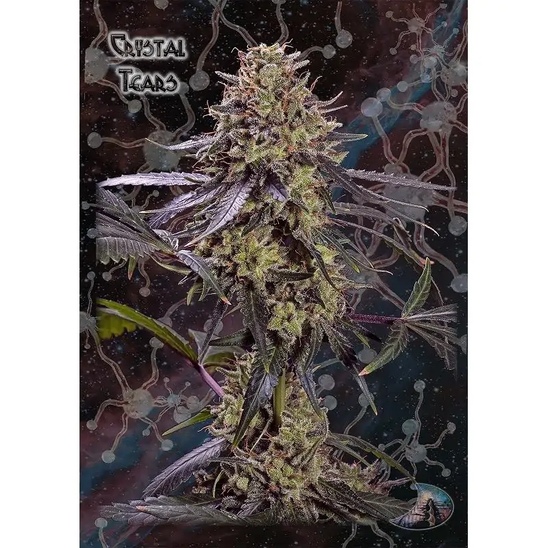 Crystal Tears
