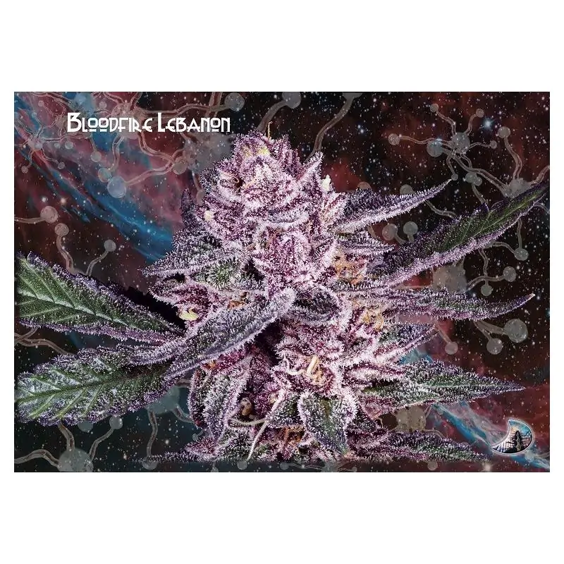Bloodfire Lebanon