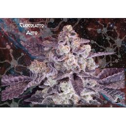 Chocolatto Auto