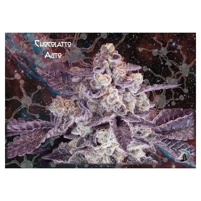 Chocolatto Auto