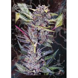 Cookies Glue Auto