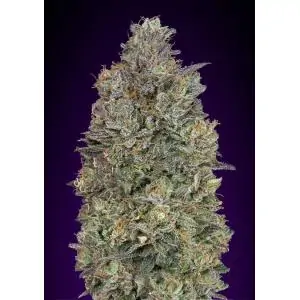 Critical Purple Kush