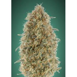 Gorilla Blue