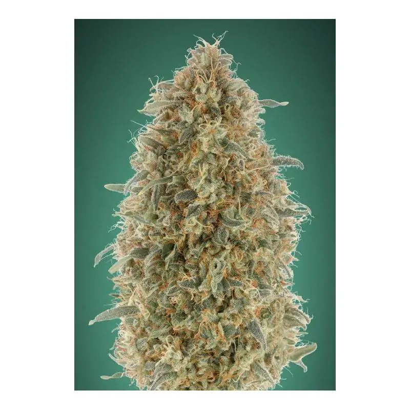 Gorilla Blue