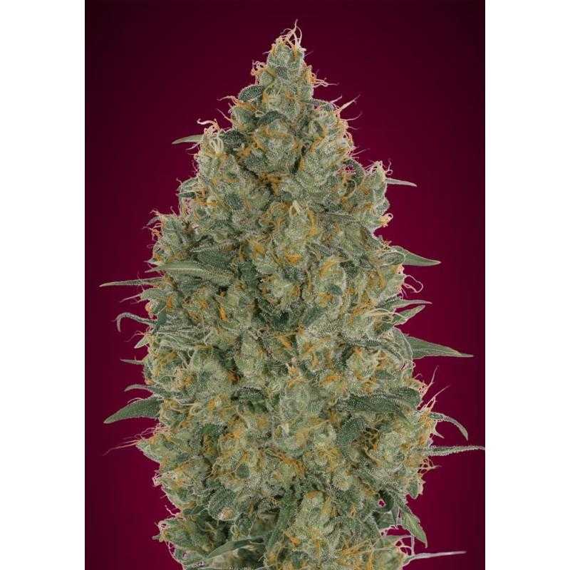 Strawberry Gum Strawberry Gum
