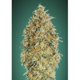 Auto Gorilla Blue
