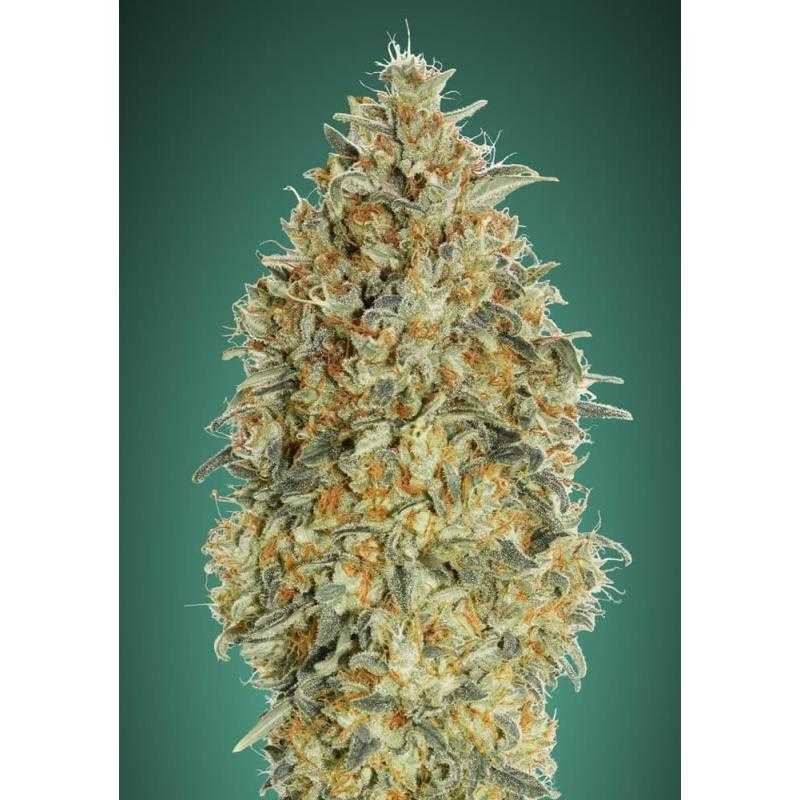 Auto Gorilla Blue Auto Gorilla Blue