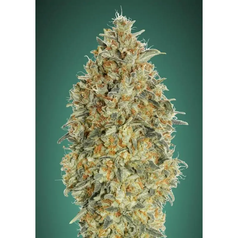 Auto Gorilla Blue