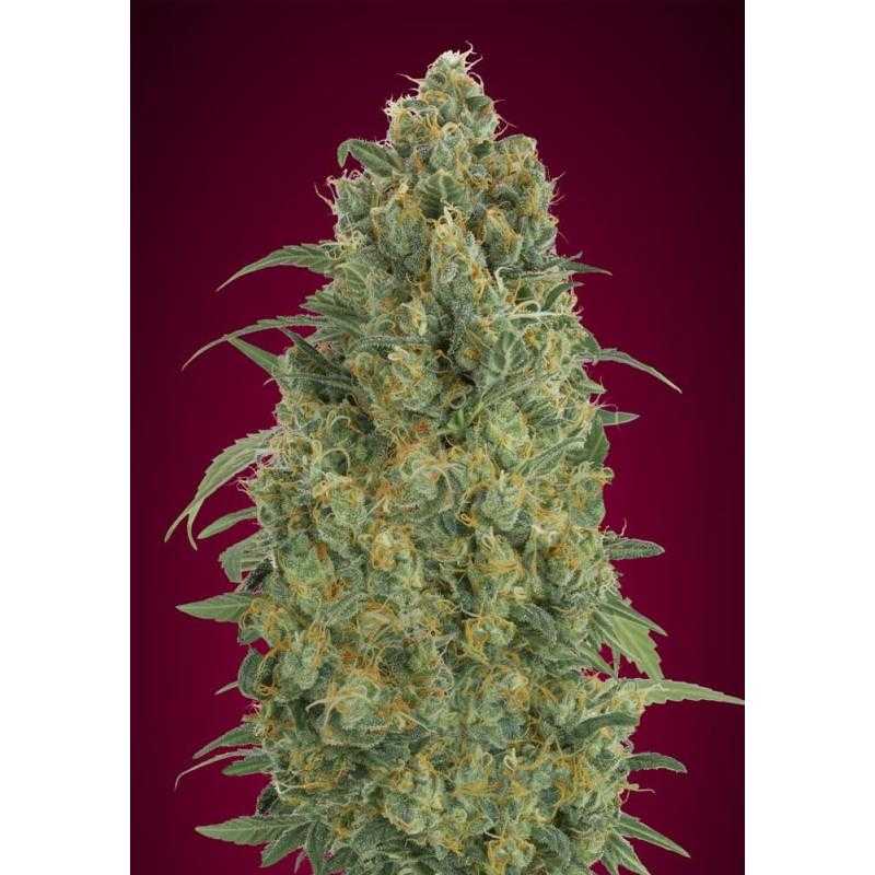Auto Strawberry Gum Auto Strawberry Gum