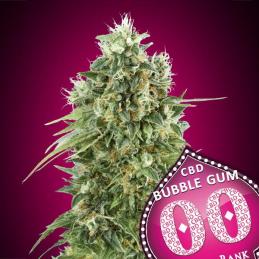 Bubble Gum CBD