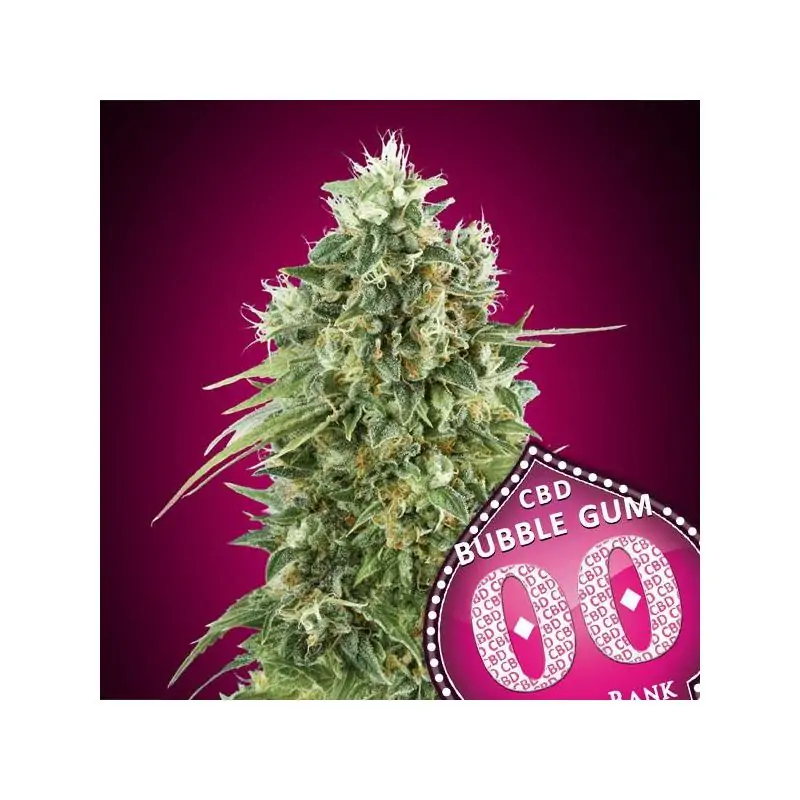 Bubble Gum CBD
