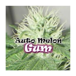 AUTO MELON GUM DR. UNDERGROUND